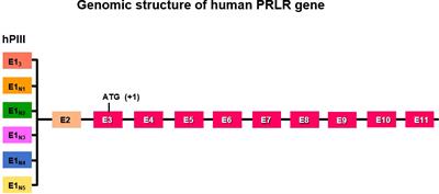 Prolactin receptor gene transcriptional control, regulatory modalities relevant to breast cancer resistance and invasiveness